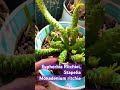 Euphorbia Ritchiei or Stapelia Monadenium ritchie #garden #cactus #plants #indoorplants