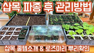 삽목 파종 후 관리방법!! 공짜 미니하우스 소개 & 로즈마리 뿌리확인!!