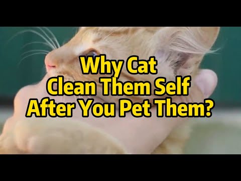 Why Cat Clean Themself After You Touch Them?