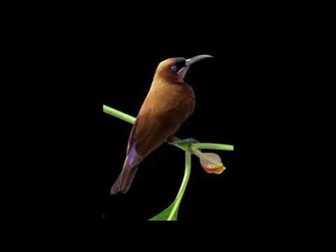 Nektárovka karmelitánska (Chalcomitra fuliginosa) — správanie, biotop a hlas