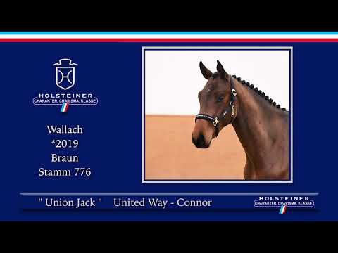 3. Holsteiner Winter-Chance 2021 | Nr. 28 Union Jack