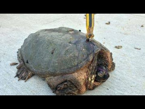 Couple Rescues Injured Turtle With A Screwdriver In Its Shell Video