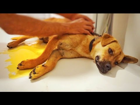Dog pees on himself out of fear and terror the end will amaze you