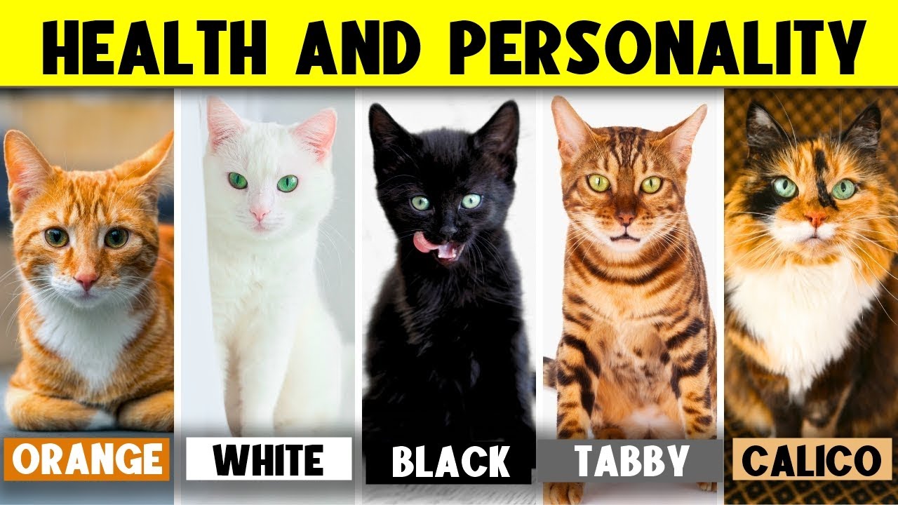 What Your Cat's Color Says About Their Health and Personality 🔥