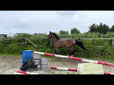 Lot 682 Goresbridge Friday Zirocco Blue - Image 2