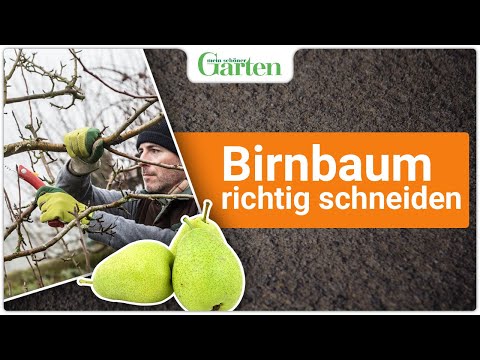 Baumpflege im Winter: Birnbaum richtig schneiden - Einfache Anleitung für gesunde Bäume