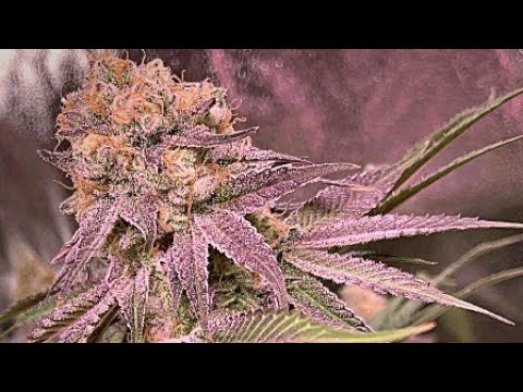 Jahdan - yeki |smoking proud| [official video]