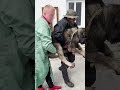 Giant Stray Dog Turns Out To Be A Snugglebug | The Dodo