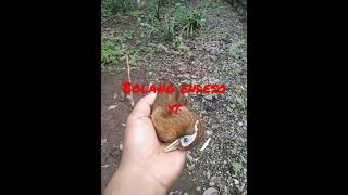 Download lagu poin mikat burung wambi di depan rumah#shorts mp3