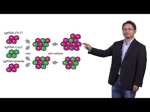 Howard Chang (Stanford, HHMI) 3: LncRNA Function at the DNA Level: PVT1