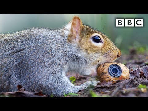 Veverka krade umělý ořech