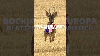 Bockjagd in Europa - Blattzeit in 🇫🇷 Ein  @huntondemand  Film