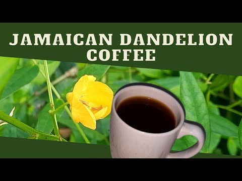 Must try CAFFEINE FREE Coffee Substitute /JAMAICAN DANDELION Coffee /Jamaican Dandelion BENEFITS