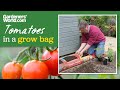 Growing Tomatoes In A Bag Alan S Guide