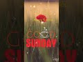 Happy Sunday Good Morning Shorts Viral Youtubeshorts Trending Status Like Mr Babua