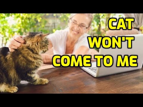 How To Get Your Cat To Come To You When Called