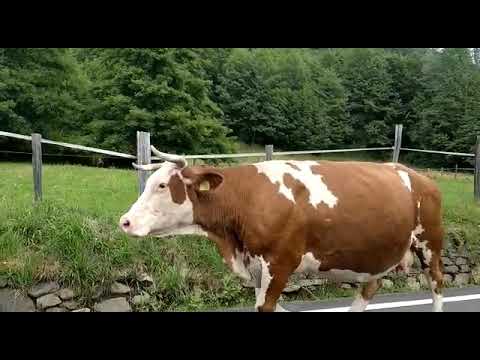 Mandria di mucche di passaggio ad Armeno