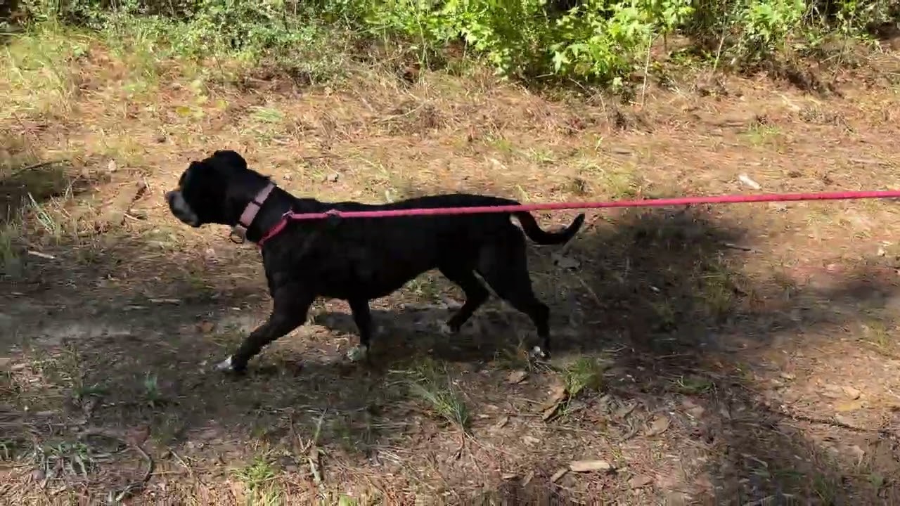 Enlarge Juliette (Intake 12/2024), a Adoptable mixed breed in CLINTON, NJ video 2/6