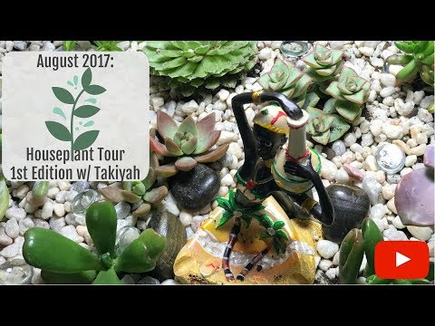 My 1st Houseplant Tour: Summer 2017