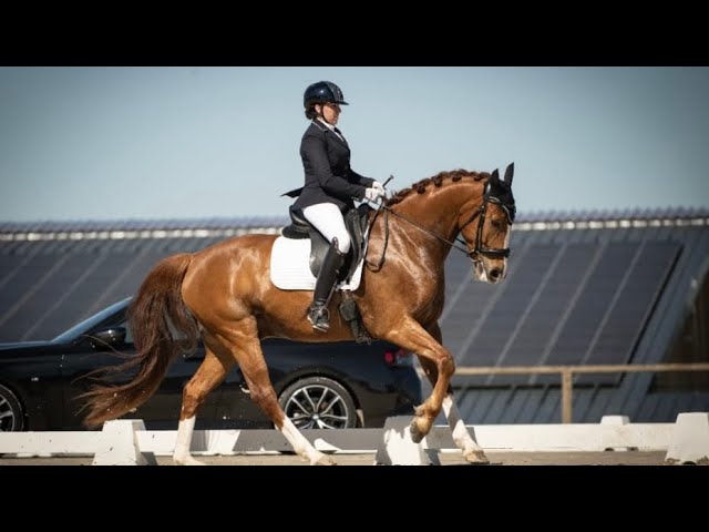 Ruin Hannoveraan  Te koop 2019 Vos