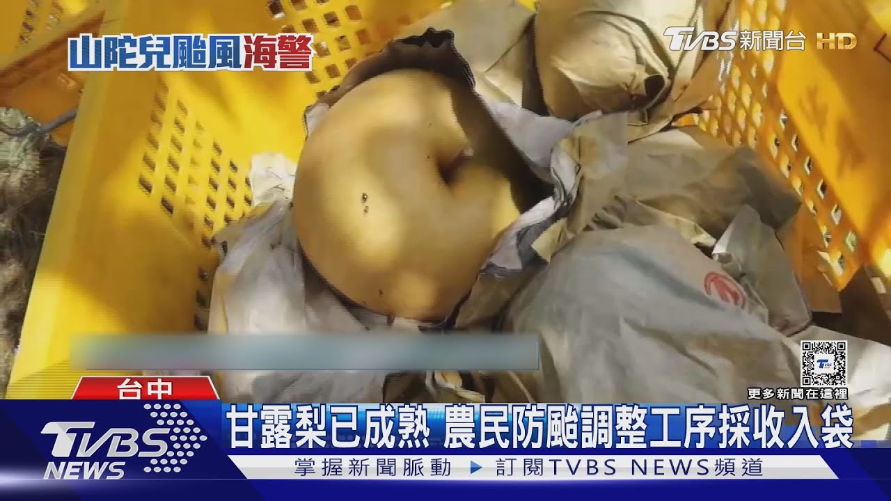 甘露梨已成熟!農民防颱調整工序採收入袋