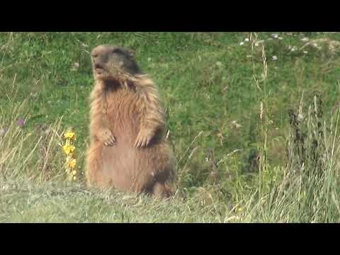 Marmotta di guardia e cucciolo in relax (Lessinia trentina, Agosto 2020)