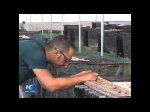 download lagu mp3 mp4 Snail Caviar, download lagu Snail Caviar gratis, unduh video klip Snail Caviar