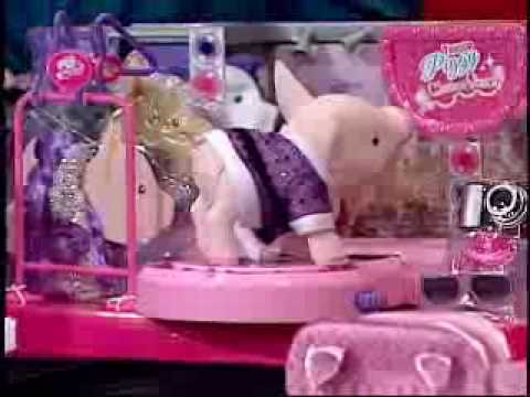 Teacup Piggies news broadcast on AM ARIZONA