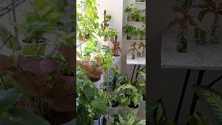 My serene indoor Jungle 🌿🌱☘️😍# short #indoorjungle #indoorgarden #indoorplants