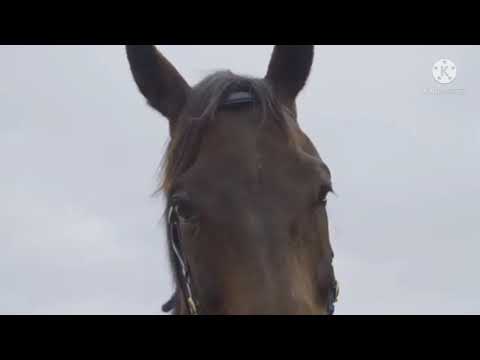 His hope from Velka Pardubicka 2021 never die! (Charmillon)