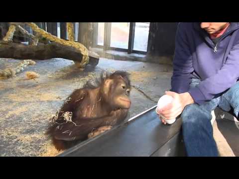 Image video Un singe voit un tour de magie pour la 1ere fois