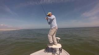 Schooling Redfish in the surf, Wilmington, NC