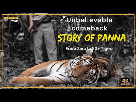 Untold story of Panna| How Panna went from 0 to 80 tigers 🐯| Panna Tiger re-introduction program
