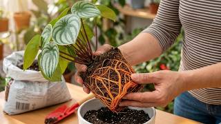 How to Repot Any Houseplant Like a Pro | Easy Tips for Healthy Roots & Thriving Growth ✨
