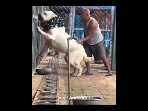 Israel Agriculture monster dog 😱😱😱 best video