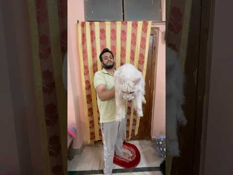 World’s Largest Cat 🐱 in India! Meet Hoor – The Majestic Maine Coon 👑 | 📞+918463993393 #mainecoon