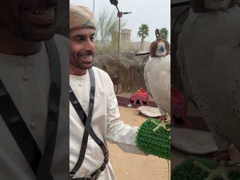 Arab falcon on my hand.