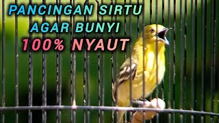 Download lagu PANCINGAN SIRTU/CIPOW AGAR BUNYI 100% AMPUH BIKIN SIRTU GACOR SEKETIKA mp3 Download lagu PANCINGAN SIRTU/CIPOW AGAR BUNYI 100% AMPUH BIKIN SIRTU GACOR SEKETIKA mp3