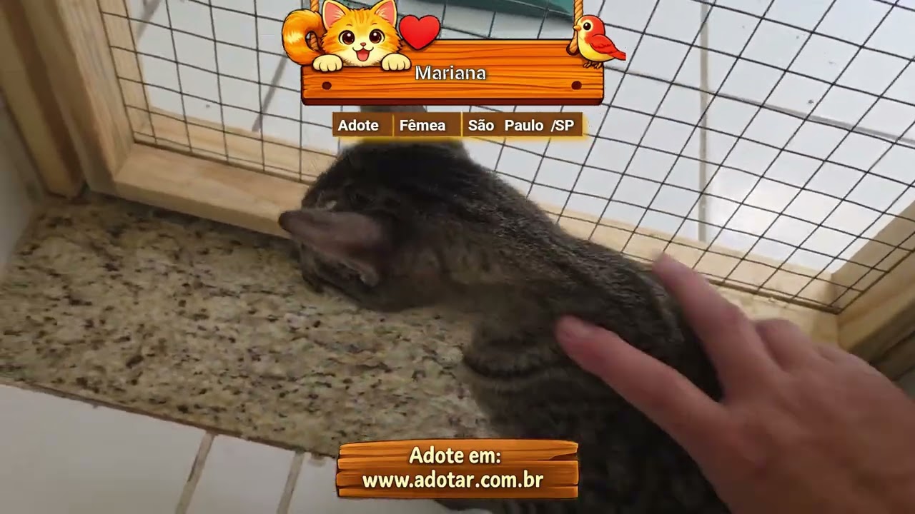 Gato raça SRD-ViraLata idade 2 a 6 meses nome Mariana