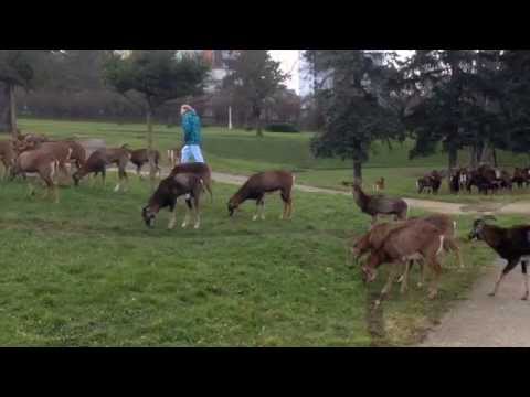 Mufloni Krč - Moufflons in Prague Hospital