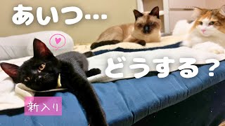 新入り子猫と仲良くやっていくにはどうすべきか考えよう【仲良し大作戦Part1】【黒猫&シャム猫/シャムミックス&ノルウェージャンフォレストキャット】 #cat #japanesecat #保護猫