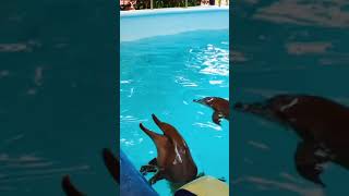 Download lagu Ikan lumba lumba lucu | kelaparan banget #shorts mp3 Download lagu Ikan lumba lumba lucu | kelaparan banget #shorts mp3