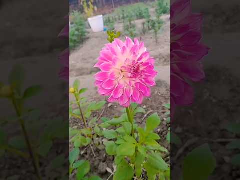dil pe ter pyaar #short #viral #trending #shortsvideo #flowers