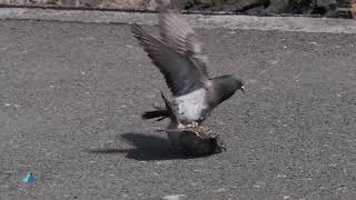 Fate l'amore...non la guerra