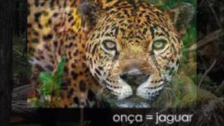 les Cariocas , Borzeguim