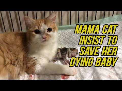 Mama cat insist to save her dying baby