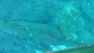 preview picture of video 'Silver Springs Florida is the Home of Glass bottom boat and The Lucky Tree. Fish, Aqua blue water'