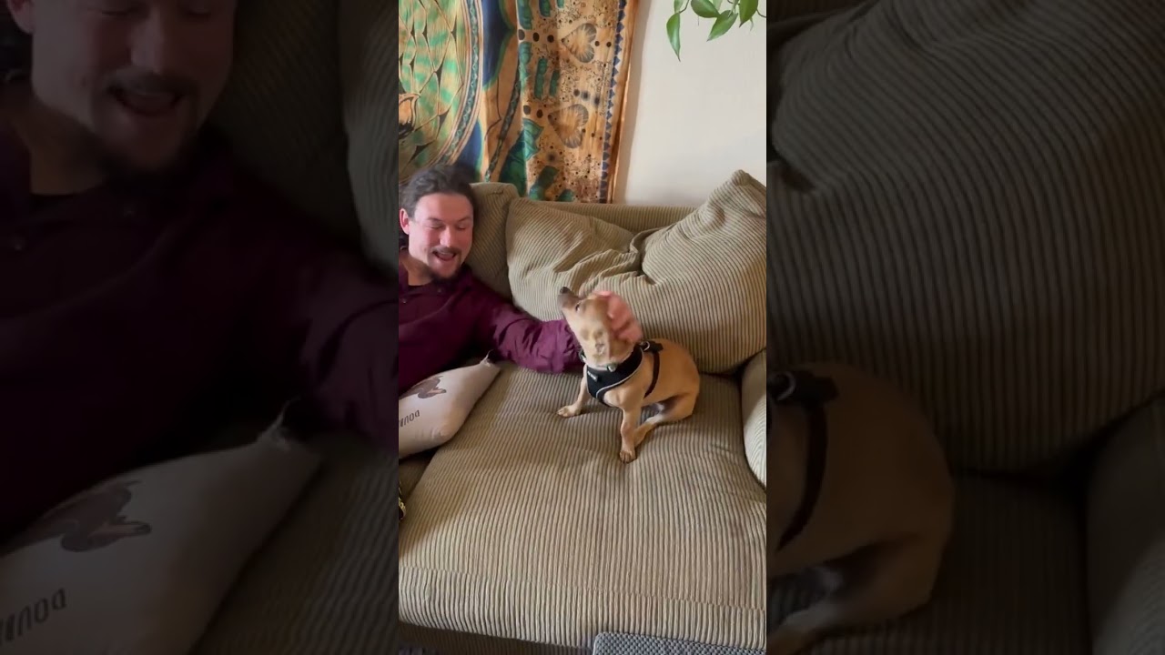 Enlarge Theo, an adopted mixed breed in Boulder, CO video 6/6