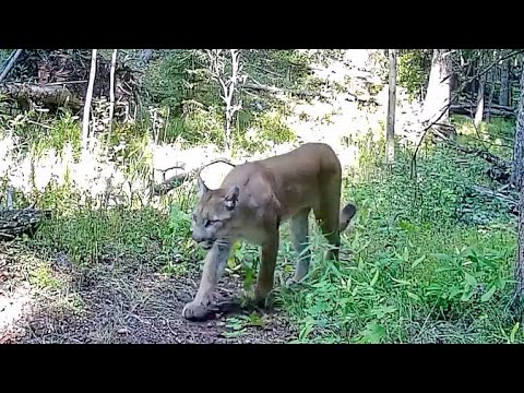 Cougar marking her territory
