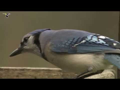 Blue Jay